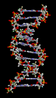 double hélice d'ADN