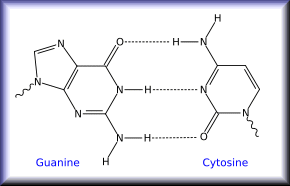Liaison C-G
