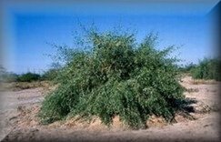 l'arbuste Salvadora persica